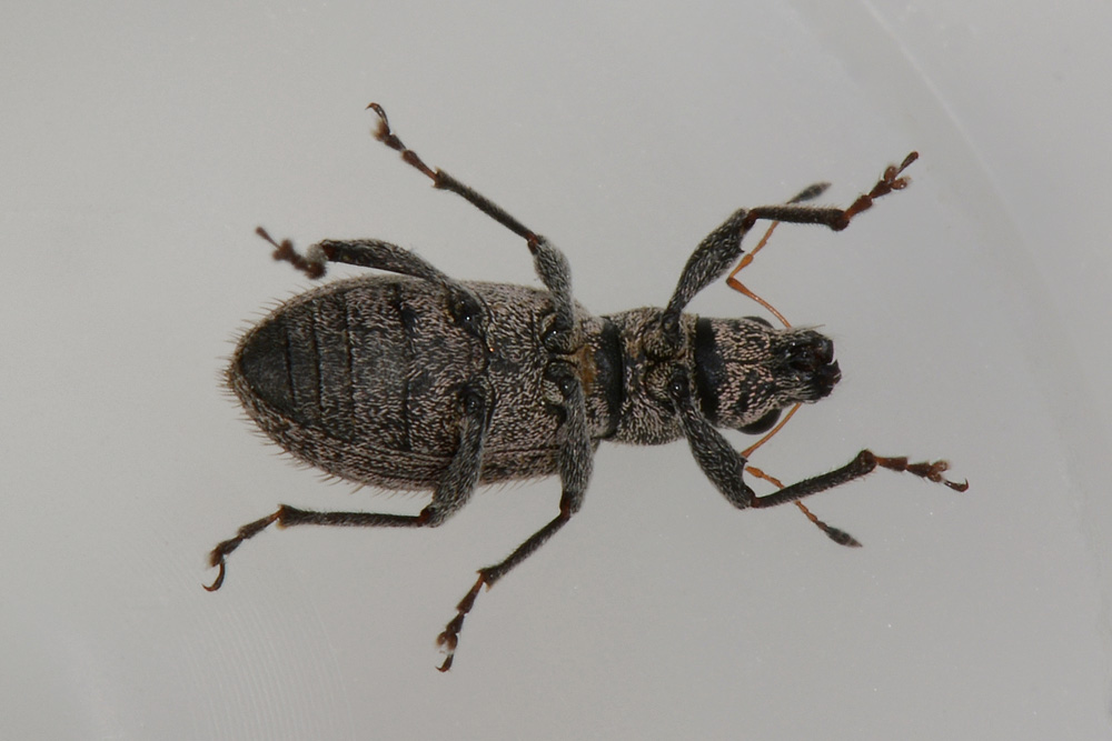 Polydrusus inustus